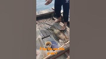 Đã Mắt với mực lá siêu to. ở quê bạn câu kiểu gì nào ?