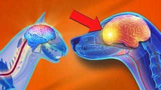 Why These Foods Are Critical For Your Pets Brain by Paws of Prey 8,510 views 1 year ago 7 minutes, 46 seconds