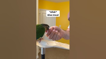 How to Introduce a Clicker to Green-Cheek Conure – Bird Training #parrot