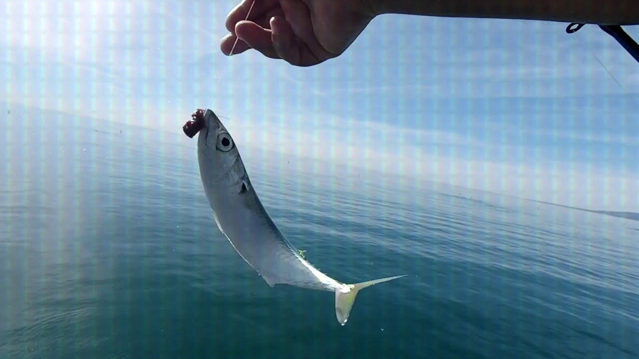 Santa Monica Pier fishing ( S O - C A L ✰ F I S H I N G ) 