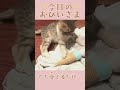 我が家のおひいさまイヴ#002。成長のひとコマ…ただ愛でるだけ#shorts