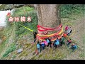 贵州大山，发现一棵世界上最大的千年金丝楠木，据说价值20个亿