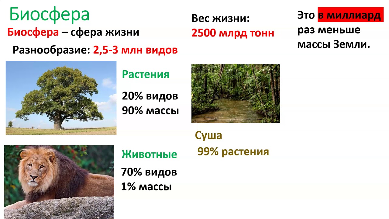 Биосфера инфоурок. Биосфера сфера жизни география 6. Биосфера сфера жизни 6 класс география. Схема Биосфера сфера жизни. Биосфера земная оболочка.