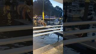 Los pequeños al agua 🦑(Pesca de chipirones en asturias) #pesca #chipirones #calamar