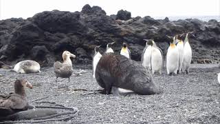 Морские котики насилуют пингвинов