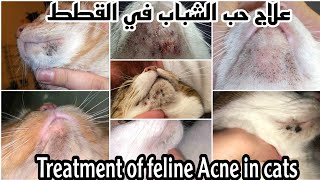 حب الشباب في القطط (النقط السوداء في الذقن) ..Treatment of Feline Acne in cats