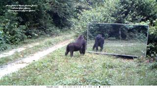 Gorillas Learning In Mirror - Miroir En Forêt (8) Découverte Et Apprentissage Par Un Jeune Gorille