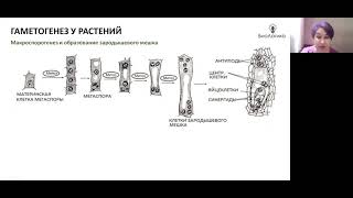 Лекция 16.  Гаметогенез растений