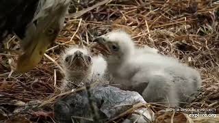 Decorah North Eagles -Dinner time-Both eaglets are out of the bowl to get to DNF \/explore.org 4\/5\/22