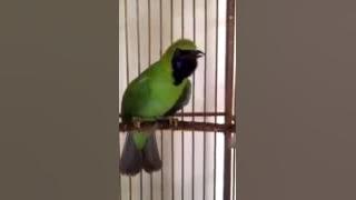 Cucak Ijo gledek suara tembus 2016 2017