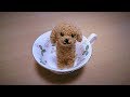 Needle Felting Kit | Toy Poodle