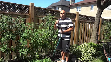 Jak často zalévat rostliny rajčat v zemi?