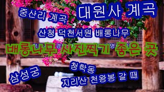 여름휴가 배롱나무 사진 찍기 좋은 곳