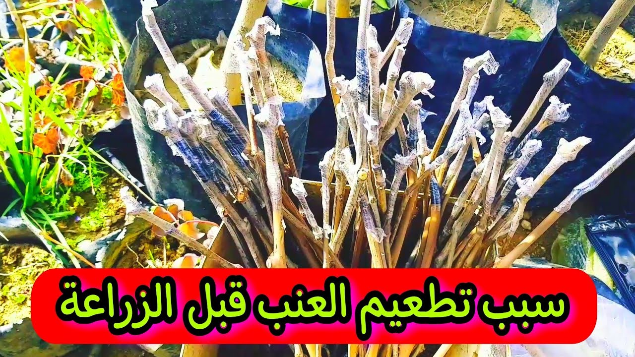 كيفية تطعيم اغصان العنب قبل الزراعة || تطعيم العنب بالشق