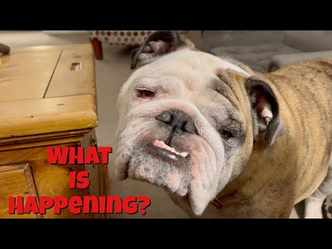 Reuben the Bulldog: The Devil Inside - YouTube