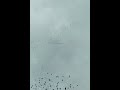 منظر مهيب لطيران الملايين من طيور الحمام Animals 