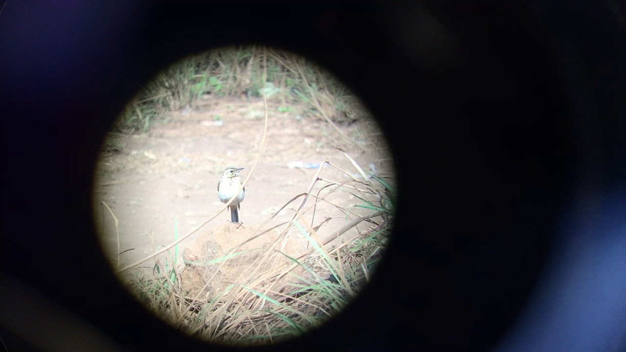Paddyfield Pipit, Periyar NP, India, Feb 2020 