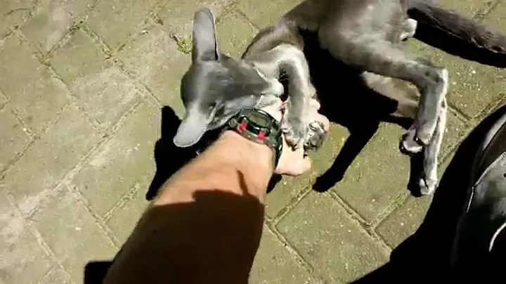 Video 201091: oriental shorthair cat, shorthair cattery, siamese