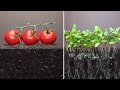 Growing tomato plant from seeds time lapse