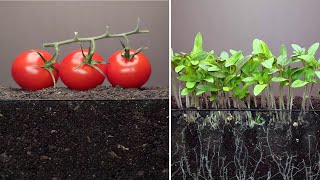 Growing tomato plant from seeds time lapse