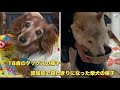 18歳のダックスの様子と18歳の寝たきりの認知症の柴犬の様子（老犬）（老犬介護）（老犬ダックス）（柴犬）