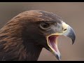 Falconry: How to stop raptors from biting