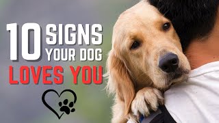 10 Signs Your Dog Loves You ❤️ | All The Heartwarming Ways Your Dog Shows Affection | Pet Insider by Pet Insider 237 views 9 months ago 4 minutes, 32 seconds