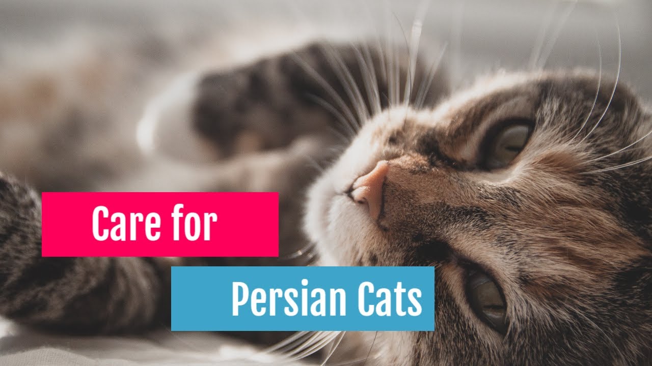 Care for Persian Cats YouTube