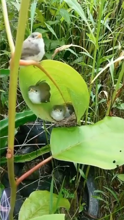 Begini Burung Prenjak Sawah Bersarang Di Alamnya #SUBSCRIBE #LIKE #SHARE