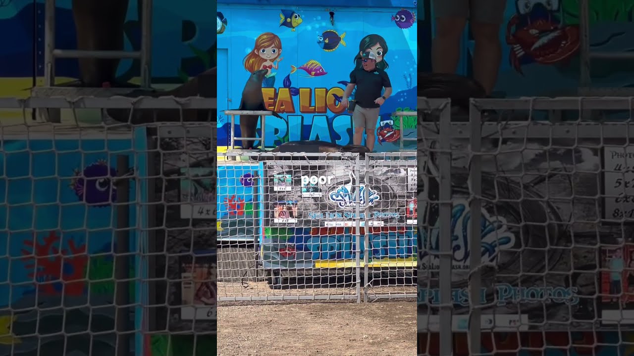 Epic Video Of What Would Happen To A Sea Lion If It Ate Plastic 