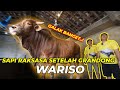 BEDA DARI GRANDONG, SAPI WARISO INI GALAK...!