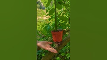 How to Air-Layer a Plant Using Its Existing Pot for Quick Growth#farminglife #farming
