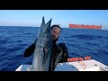 6 Wahoo In 3 Hours | Commercial Spearfishing | Profit Breakdown