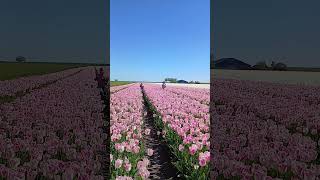 Fathimah & Maryam in the tulps field #viral