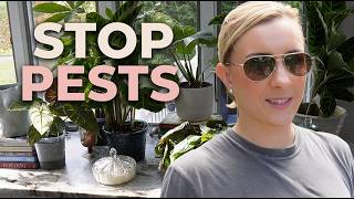 Moving 100 Houseplants Indoors: Zone 7 Winter Survival Guide