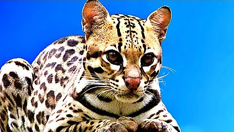 Qual o som que a jaguatirica faz?