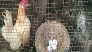 Tanda Tanda Ayam Kate mau Bertelur