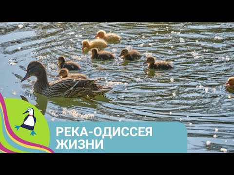 видео: 👨‍👨‍👧‍👧 ОДИН ГОД ИЗ ЖИЗНИ РЕЧНОЙ ЭКОСИСТЕМЫ! Река - Одиссея жизни. Все серии. Фильм в HD. STARMEDIA