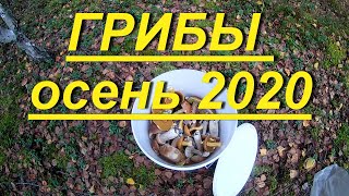 ГРИБЫ 2020.