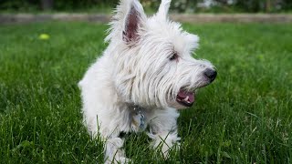 Leash Training Your Westie Puppy: Tips & Tricks for Success!