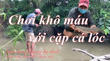 Câu cá - nhấp vịt bầy lòng ròng đỏ / chơi lầy lội xuống kênh để câu cặp cá / miền tây dân dã tuấn vũ