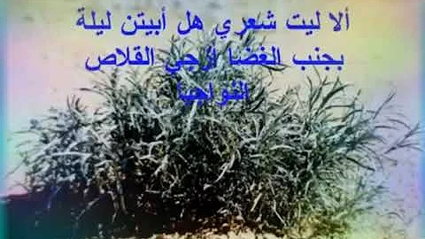 تحميل الابيتن