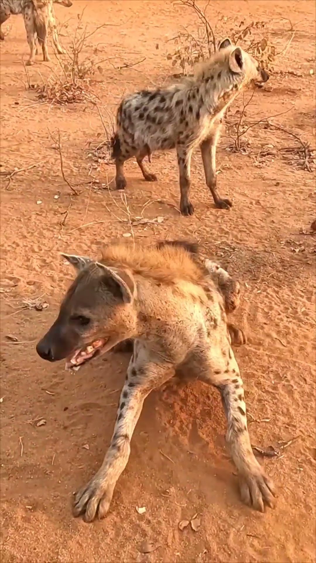Male Hyena Challenges Human in Bold Display to Impress Females
