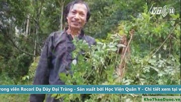 Chè Dây Chữa Bệnh Đau Dạ Dày VTC14