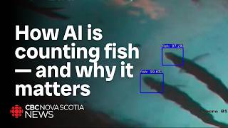 This company is using artificial intelligence to count fish