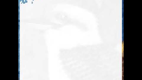 Beautiful Time-Lapse of a Kookaburra. (Sandbox Coloring)