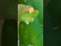 পেঁপে (Papaya) একটি পুষ্টিকর ও ওষুধি গুণসম্পন্ন ফল। এর বৈজ্ঞানিক নাম Carica papaya #shots #ytsubal8