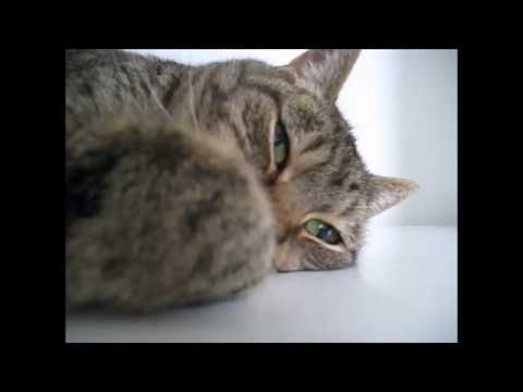cat แปลว่า Happy cat