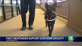 Therapy dog 'on-duty': Sacramento Fire's new support K-9 helps first responders