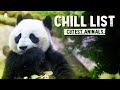 CUTEST ANIMALS 🐼 Relaxing Music Video for Stress Relief